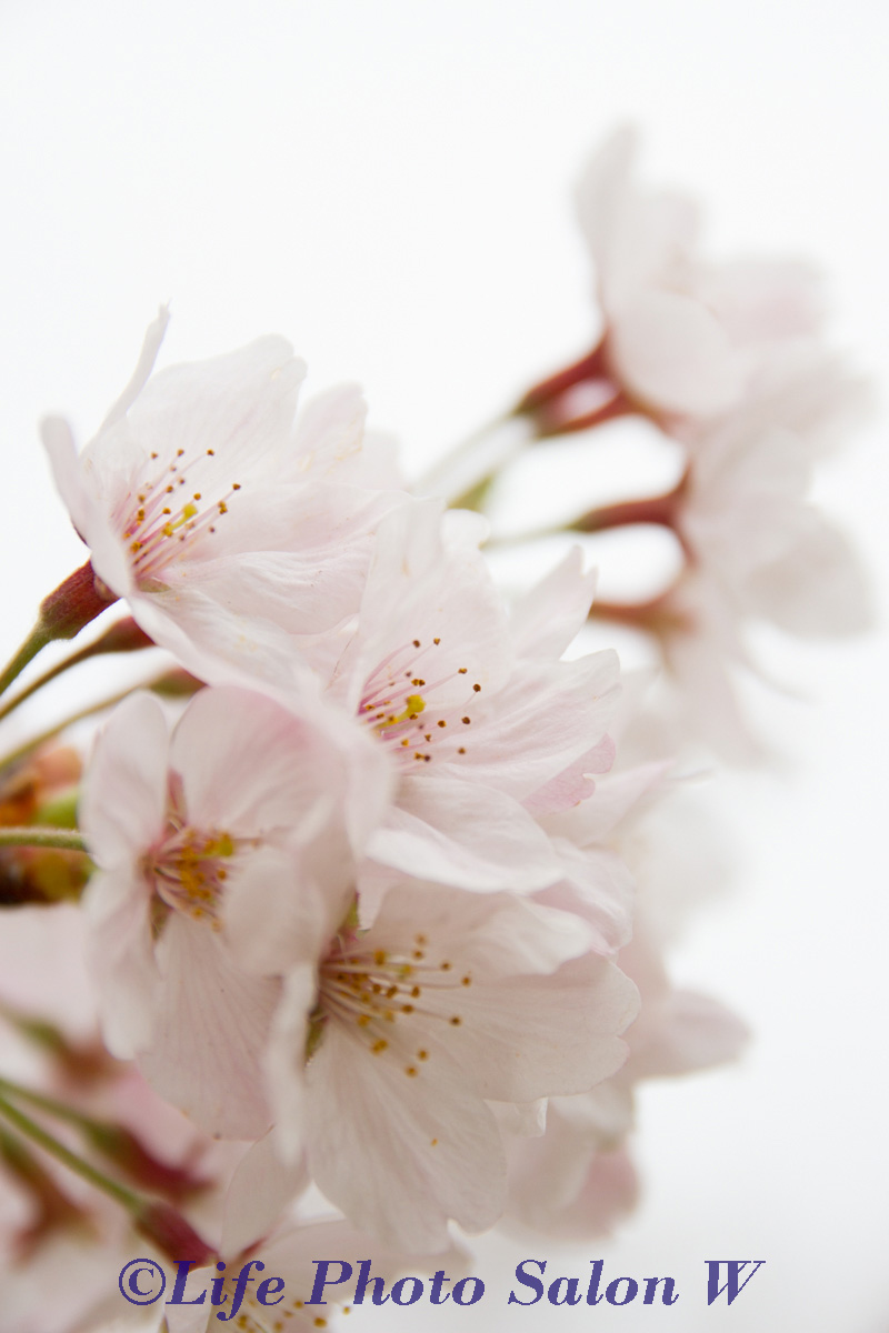 桜の季節・花の写真はＲＡＷで撮ってみませんか？